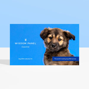 Wisdom Panel Essential DNA test for dogs collection kit