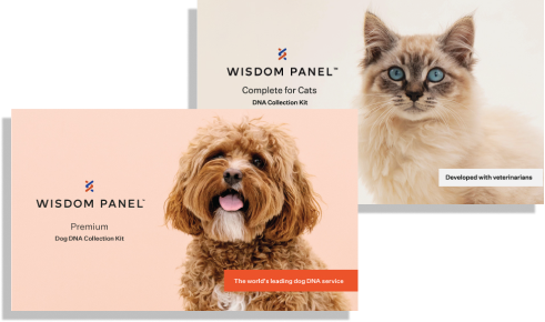 Wisdom Panel™ Premium + Complete for Cats Bundle